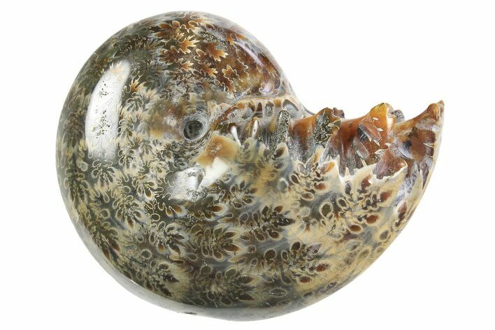 Polished Ammonite (Phylloceras) Fossil - Madagascar #297085